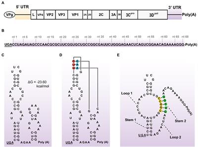 Tolerance of Senecavirus A to Mutations in Its Kissing-Loop or Pseudoknot Structure Computationally Predicted in 3′ Untranslated Region